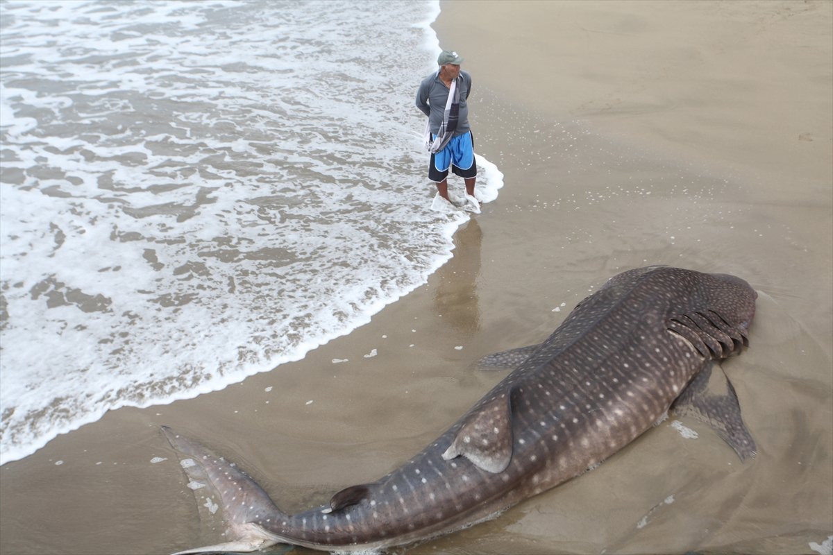 Whale shark caught in net in Indonesia #5