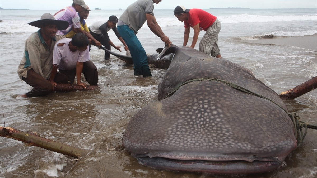 Whale shark caught in net in Indonesia