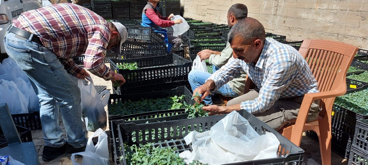 Tunceli’nin Hozat ilçesinde 65 bin sebze fidesi dağıtıldı