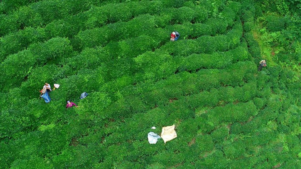 Çaykur, mayıs ayında toplan 92 bin ton çay aldı