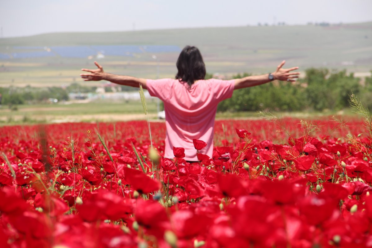 Elazığ da gelincik tarlası görenleri hayran bırakıyor #1