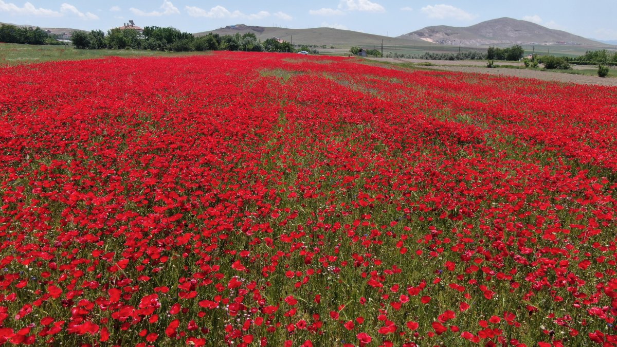 Elazığ da gelincik tarlası görenleri hayran bırakıyor #2
