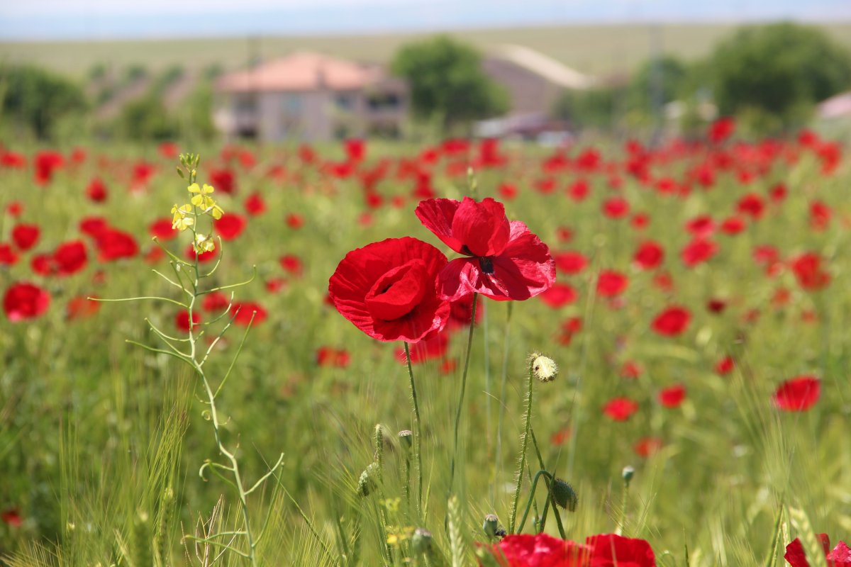Elazığ da gelincik tarlası görenleri hayran bırakıyor #4