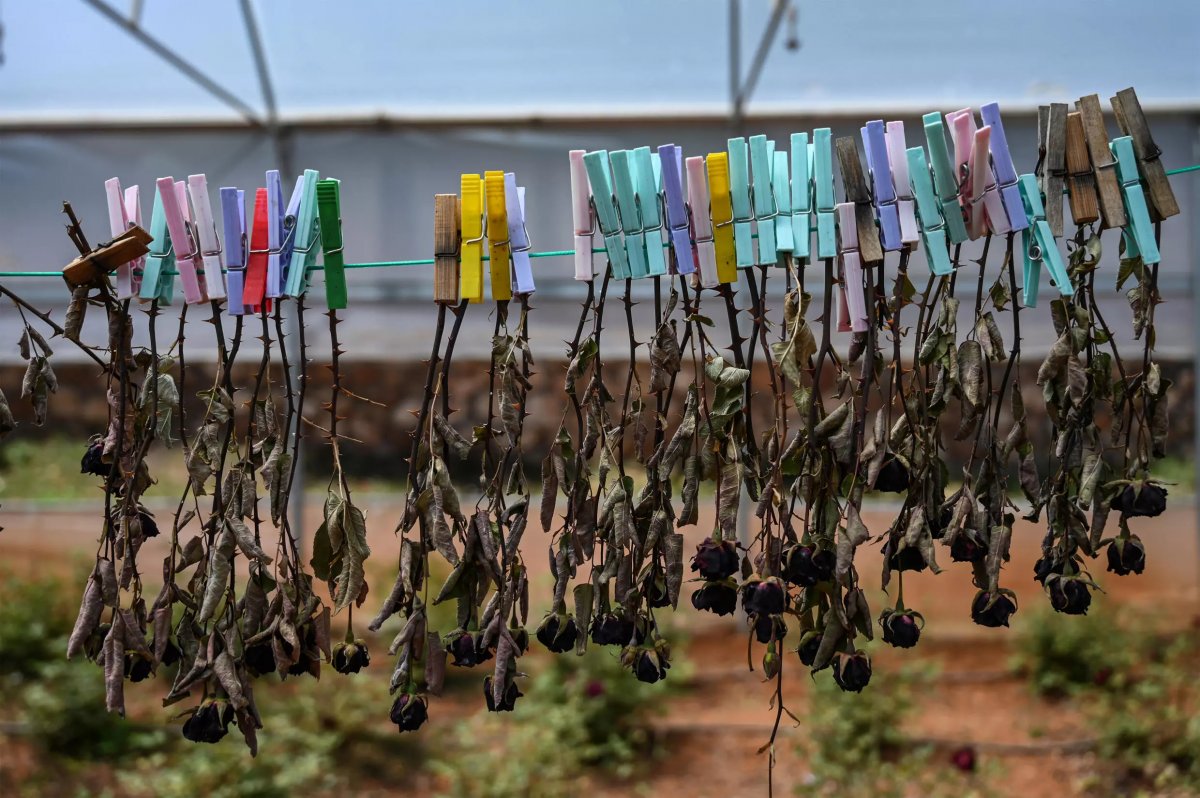 France 24, Halfeti de yetişen karagülü yazdı #3