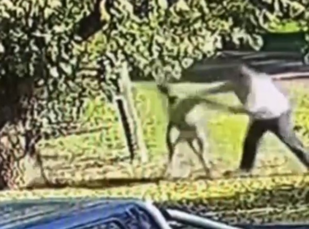 A man fights a kangaroo in a fistfight in Australia #4