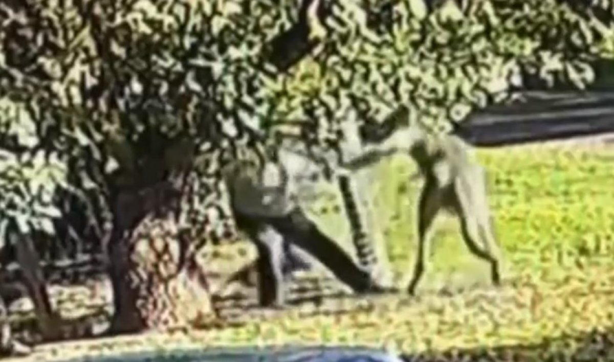 A man fights a kangaroo in a fistfight in Australia #3
