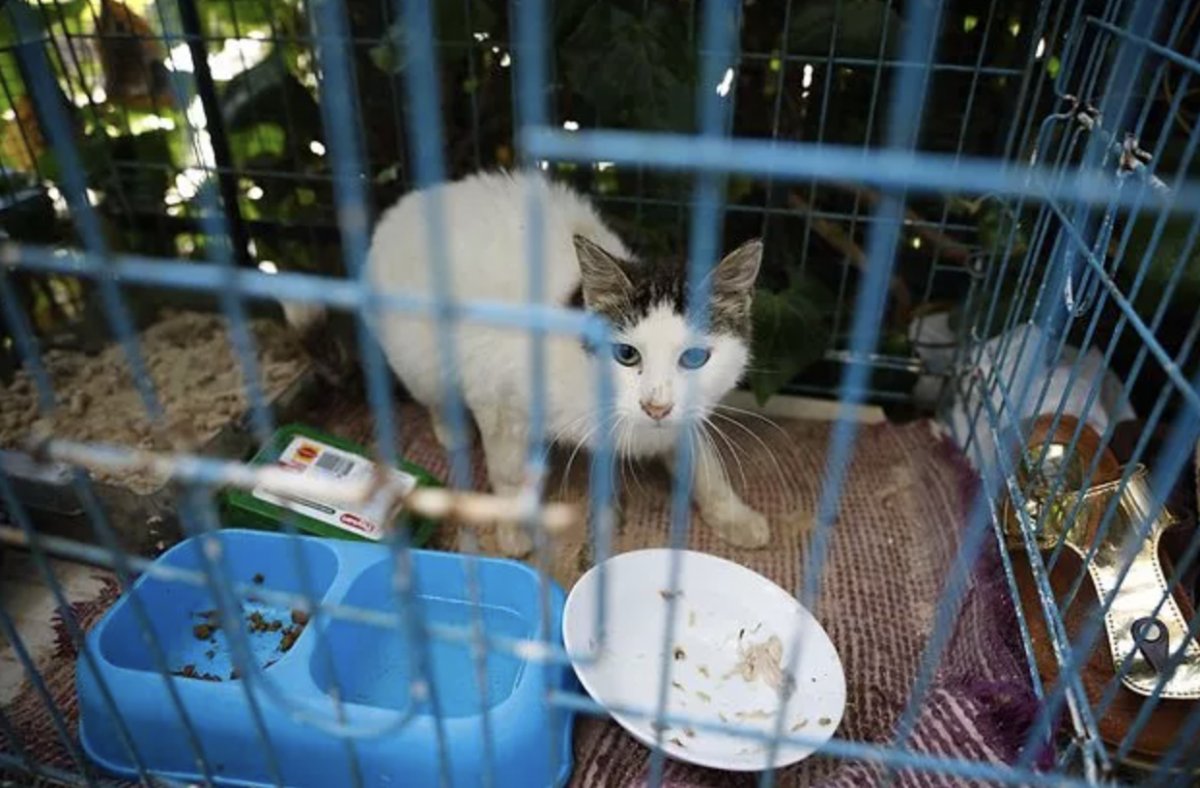 Büyükada da kedilerde salgın iddiası: 4 ayda 700 kedi öldü #2