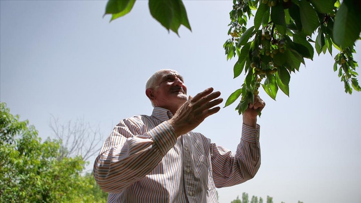 Çorumlu Adil Amca nın ektiği meyve çekirdekleri ağaç oldu #1