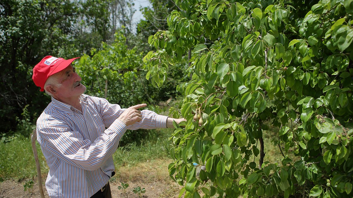 Çorumlu Adil Amca nın ektiği meyve çekirdekleri ağaç oldu #2