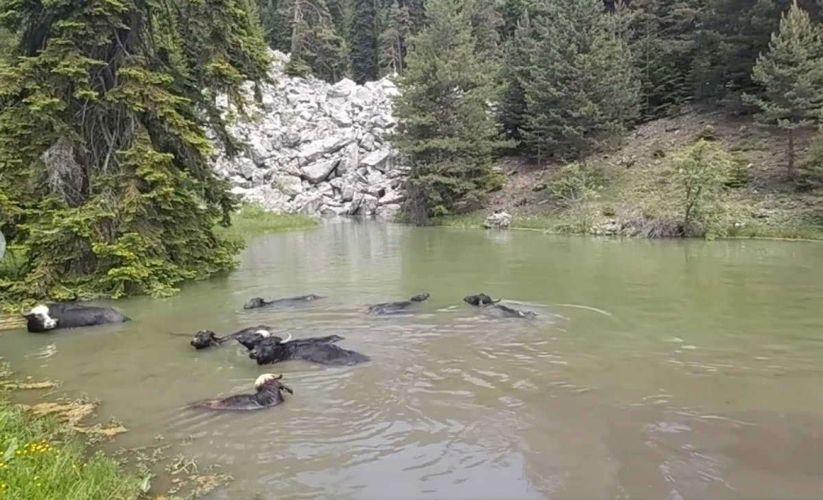 Kastamonu da mandalar gölde serinliyor #2