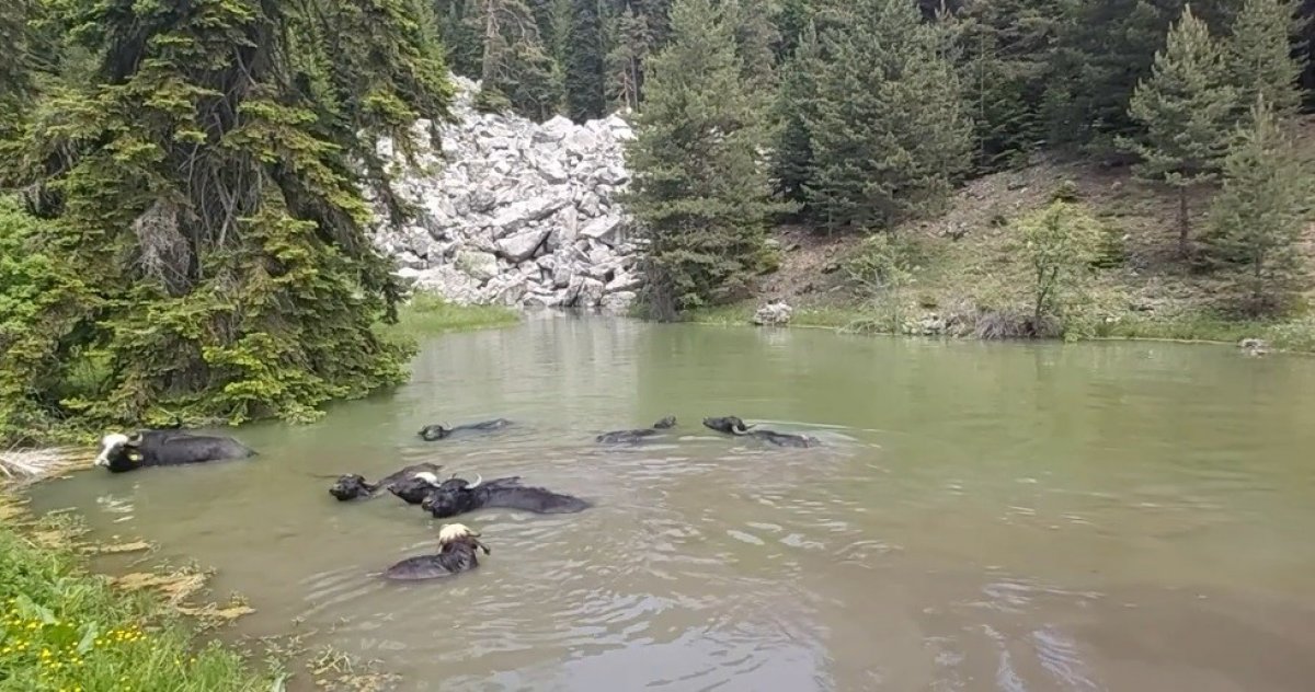 Kastamonu da mandalar gölde serinliyor #1