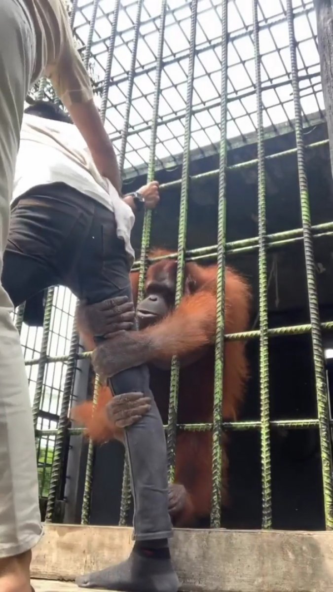 Orangutana yakalanan adamın kurtulma çabaları #2