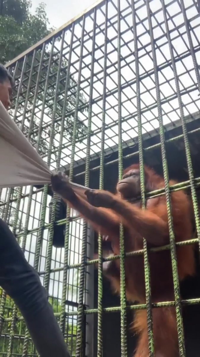 Orangutana yakalanan adamın kurtulma çabaları #3