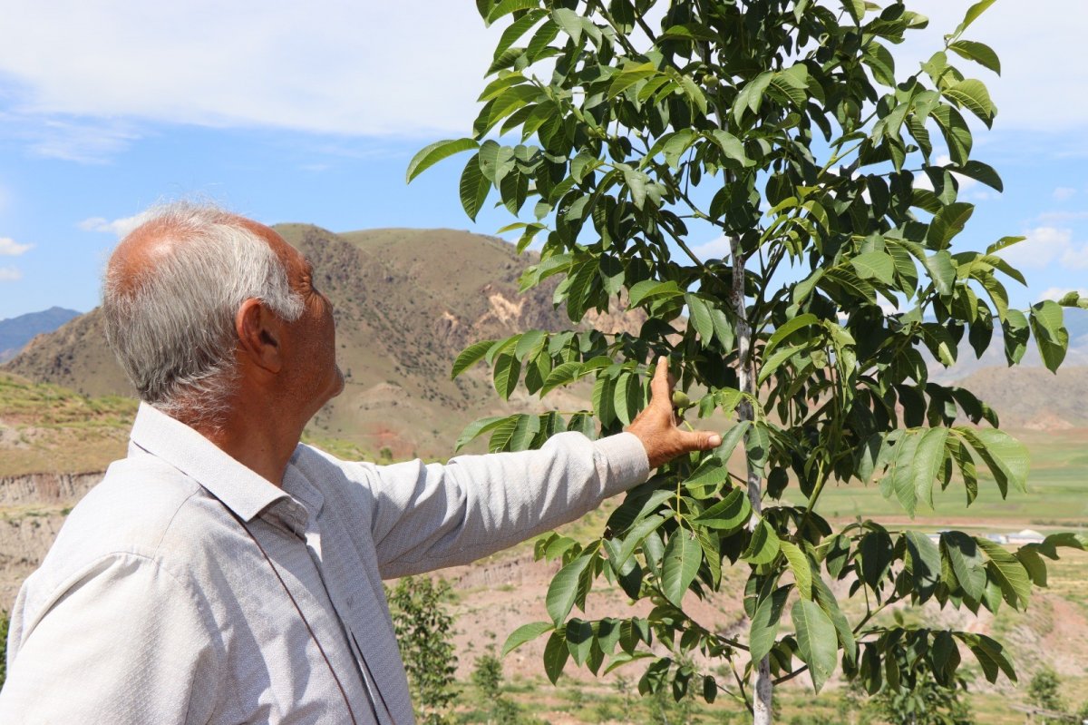 Erzurumlu girişimci, atıl topraklara 16 bin ceviz fidanı dikti #4