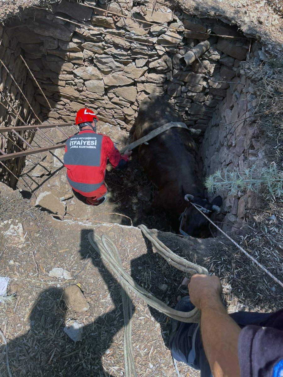 Muğla da foseptik çukuruna düşen inek kurtarıldı #1