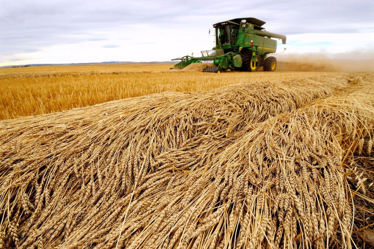 BAE, Hindistan dan buğday ithalatını askıya aldı #1