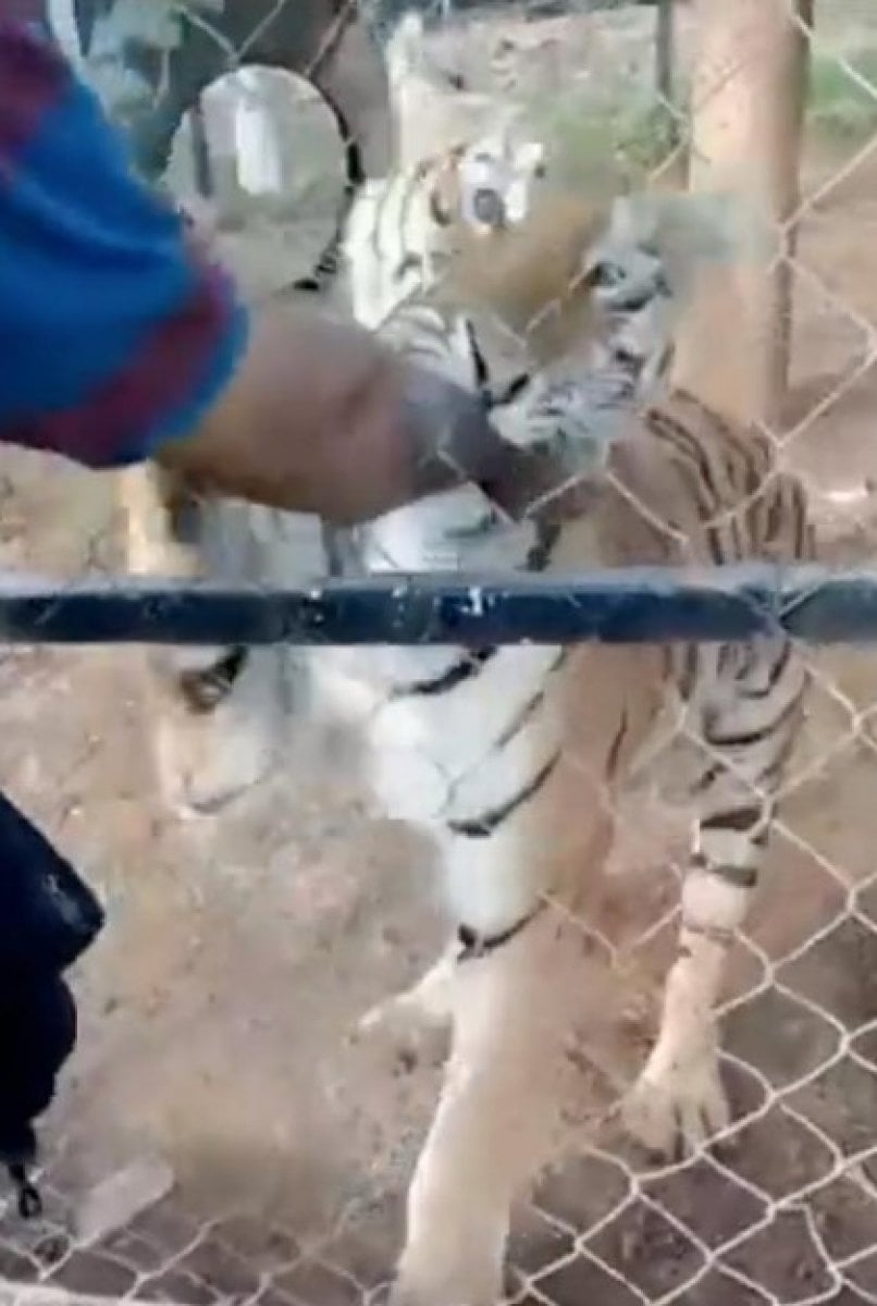 The person who was attacked by the tiger he was keeping, died in Mexico #1