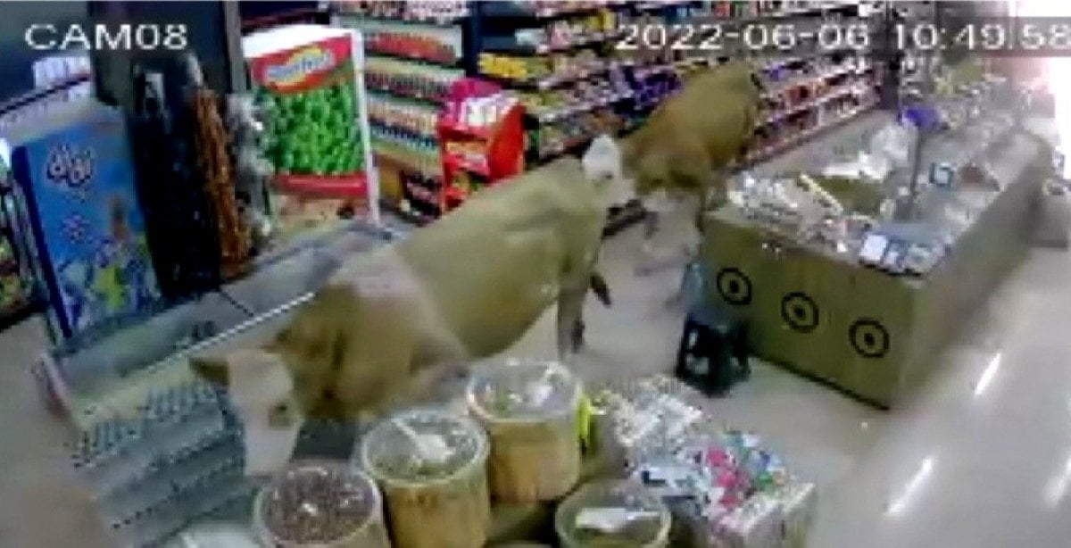 Bayburt ta kaçan kurbanlık inekler, markete girdi #1