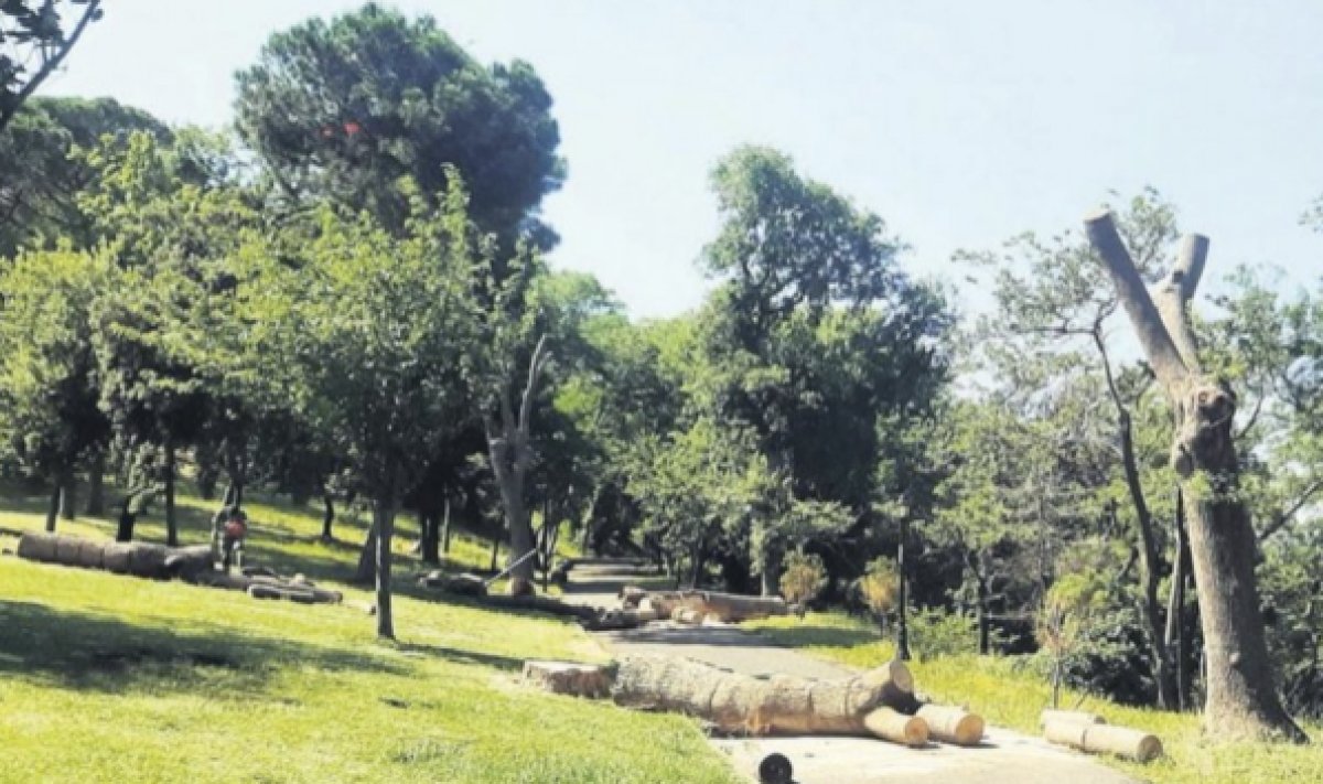 Emirgan Korusu ndaki ağaç katliamına para cezası verildi #3