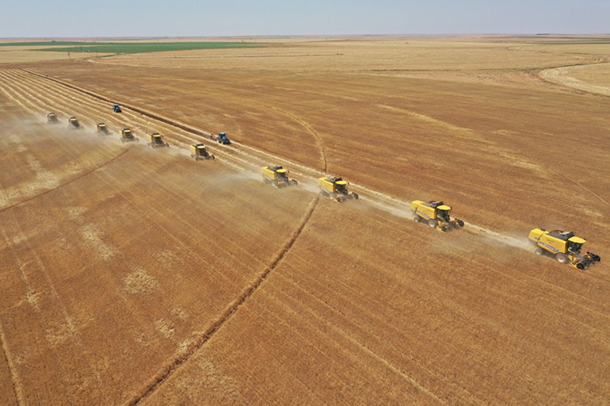 Ceylanpınar da buğday hasadı 167 biçerdöverle sürüyor #2