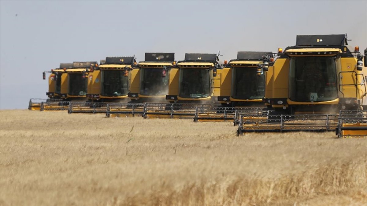 Ceylanpınar da buğday hasadı 167 biçerdöverle sürüyor #3