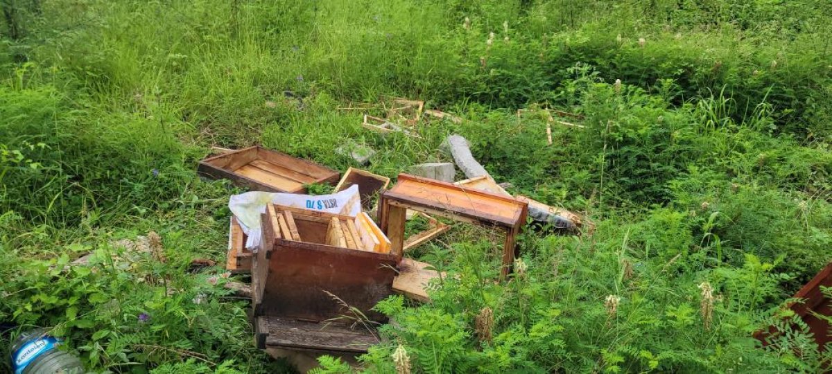 Kastamonu da ayılar gündüz vakti yerleşim yerlerine inmeye başladı #1