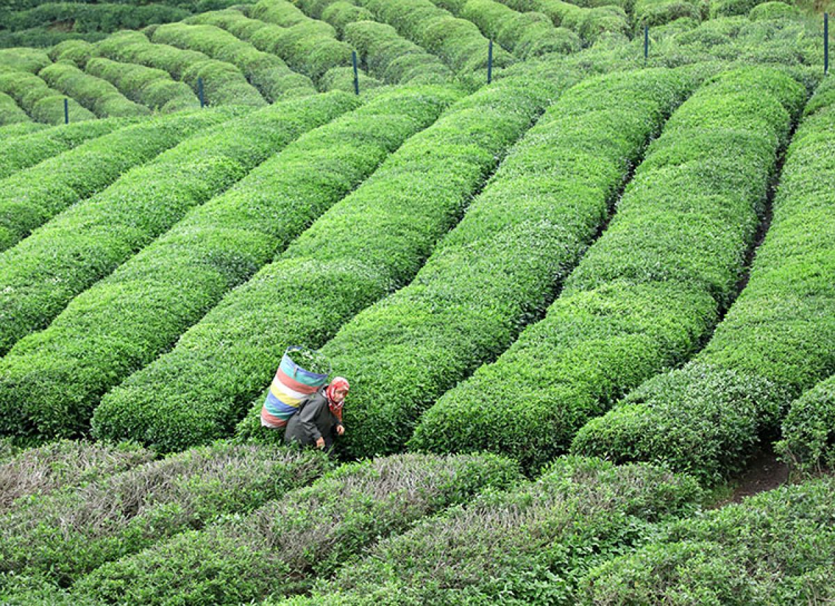 Türkiye nin 5 aylık çay ihracatının yüzde 35 i Rize den  #1