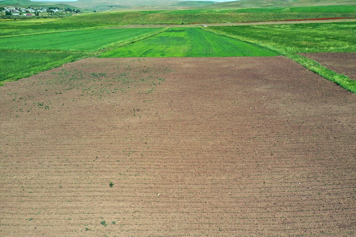 Maître Taner d'Artvin a apporté deux terres non cultivées à l'agriculture à Ağrı # 3