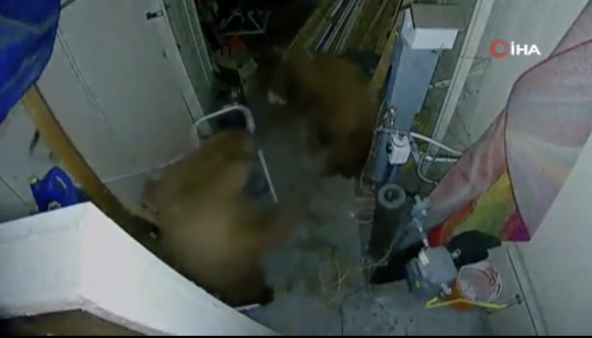 Fight of bears entering garage in USA #2