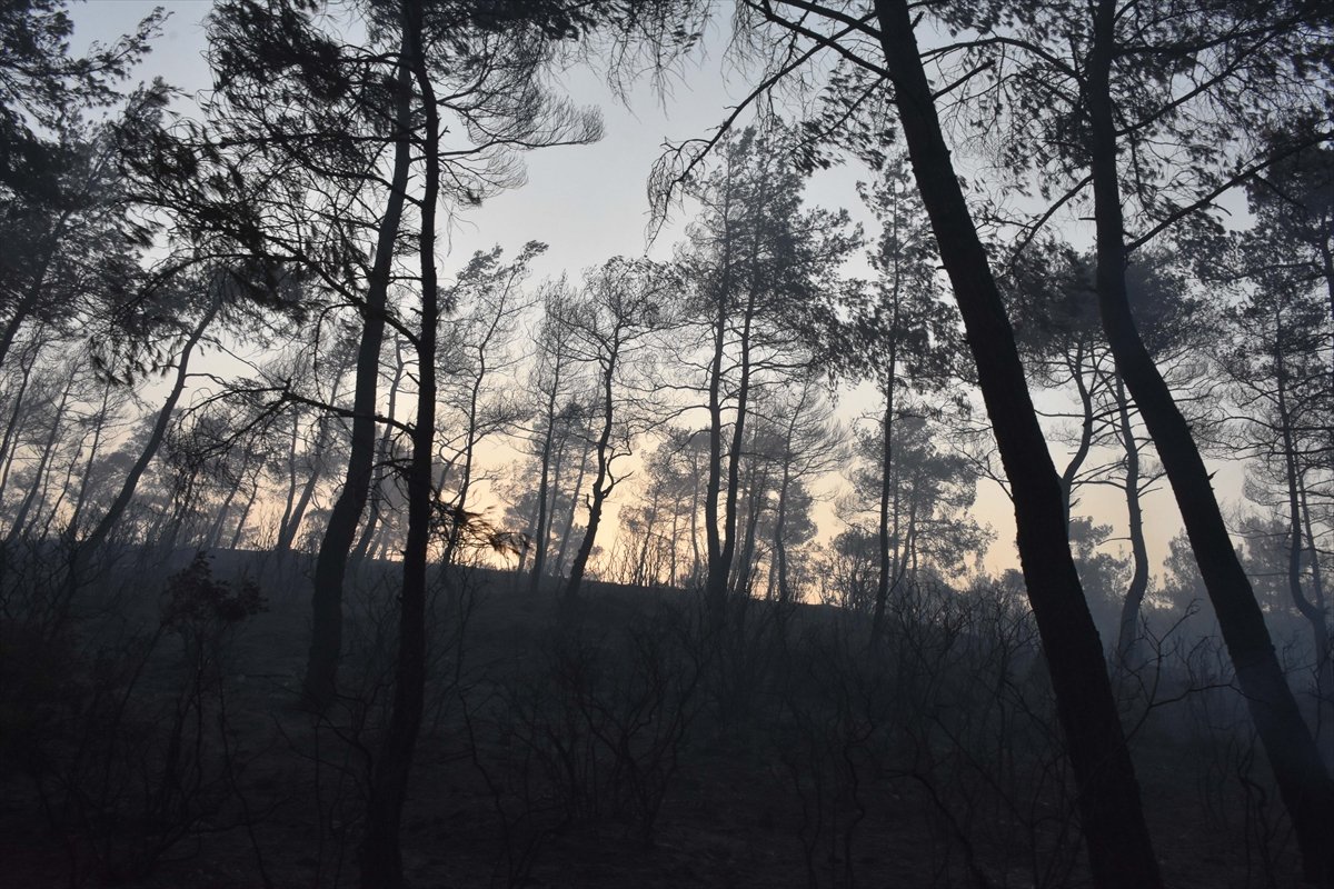 Marmaris’in en genç ormanı yanıyor #13