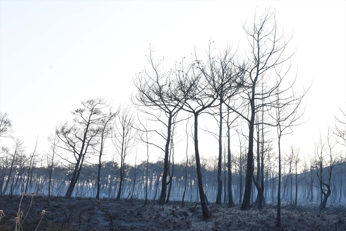 Marmaris’in en genç ormanı yanıyor #21