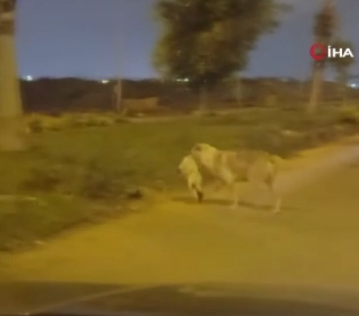 In Egypt, a dog carried and buried a dead cat in the middle of the road #1