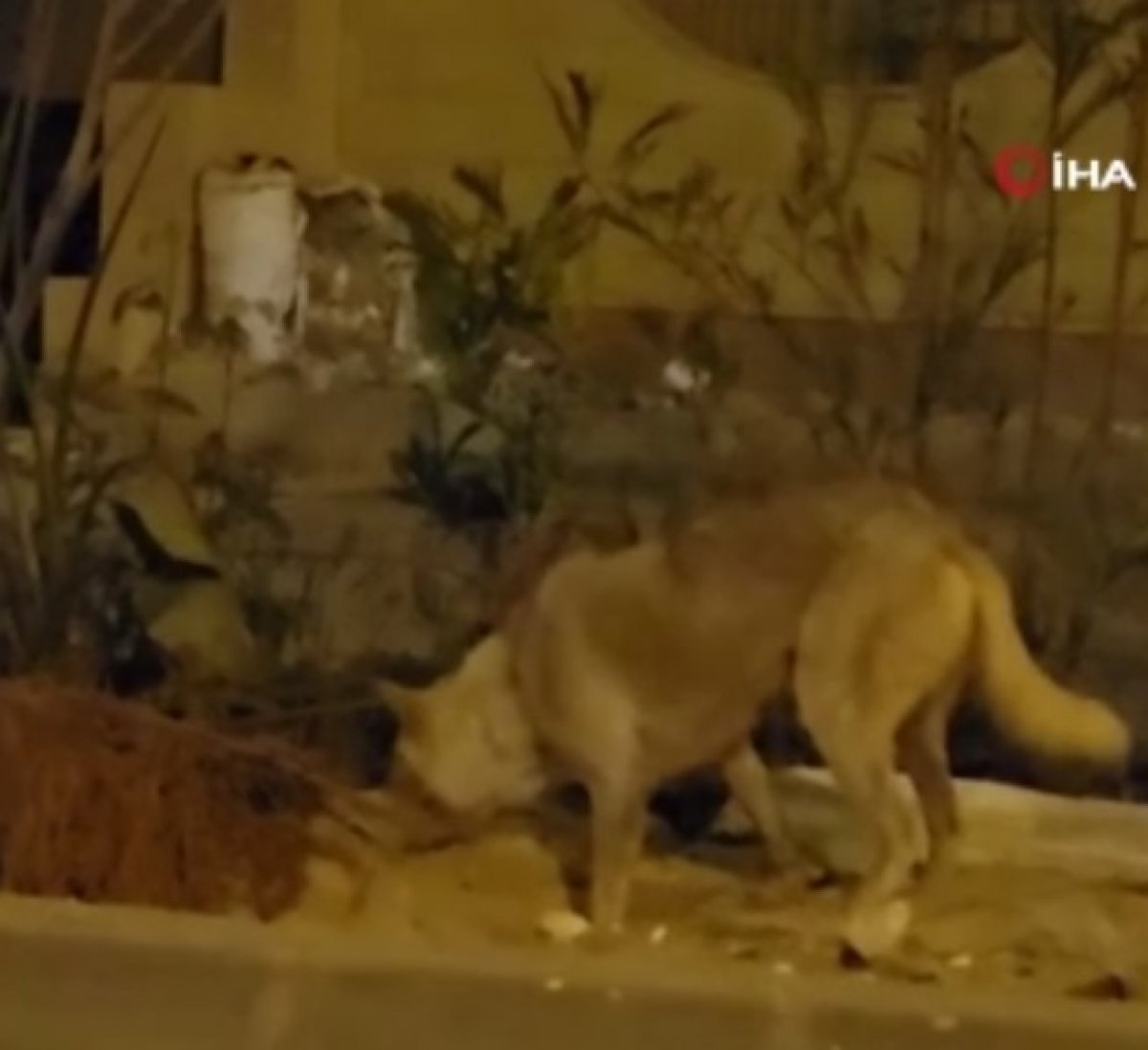 In Egypt, a dog carried and buried a dead cat in the middle of the road #2