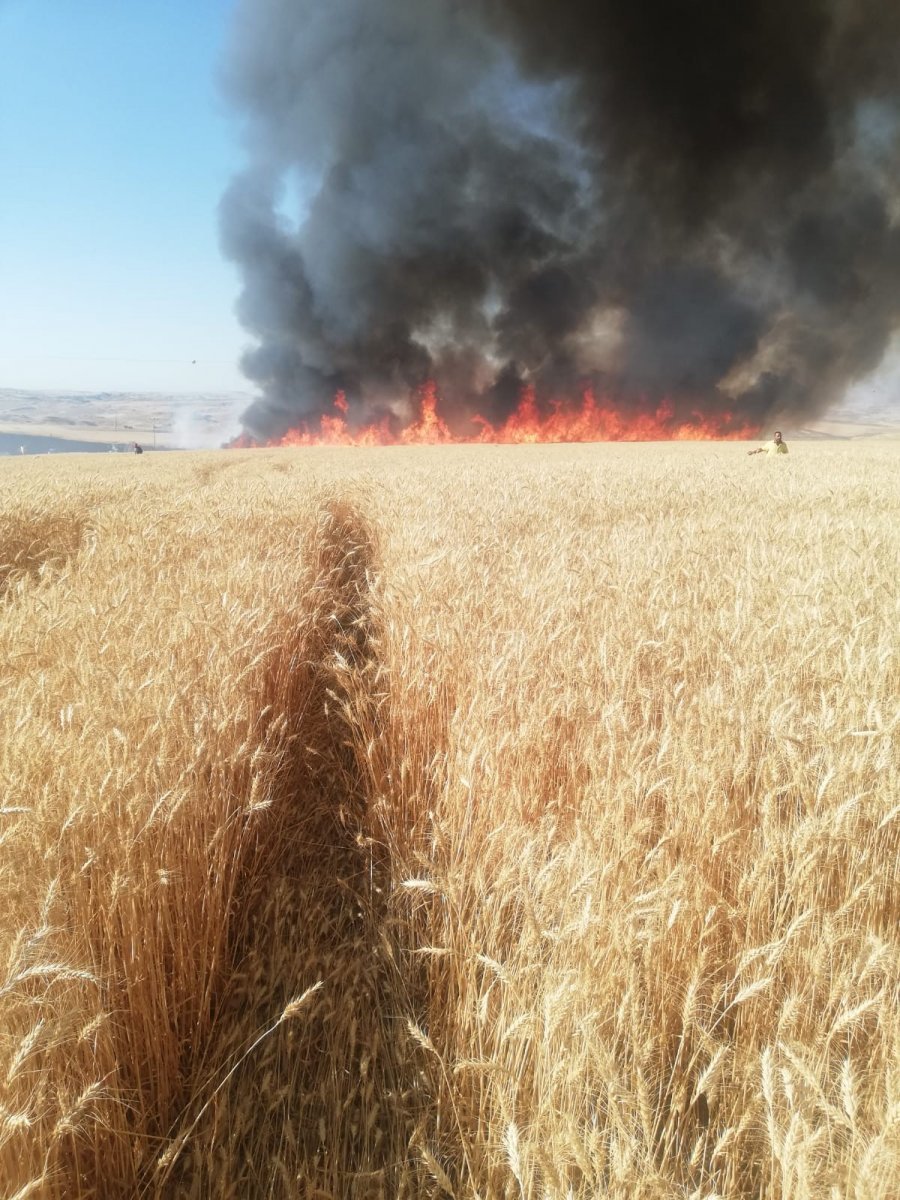 Dünya gıda kriziyle boğuşurken, Türkiye de buğday tarlaları yanıyor #3