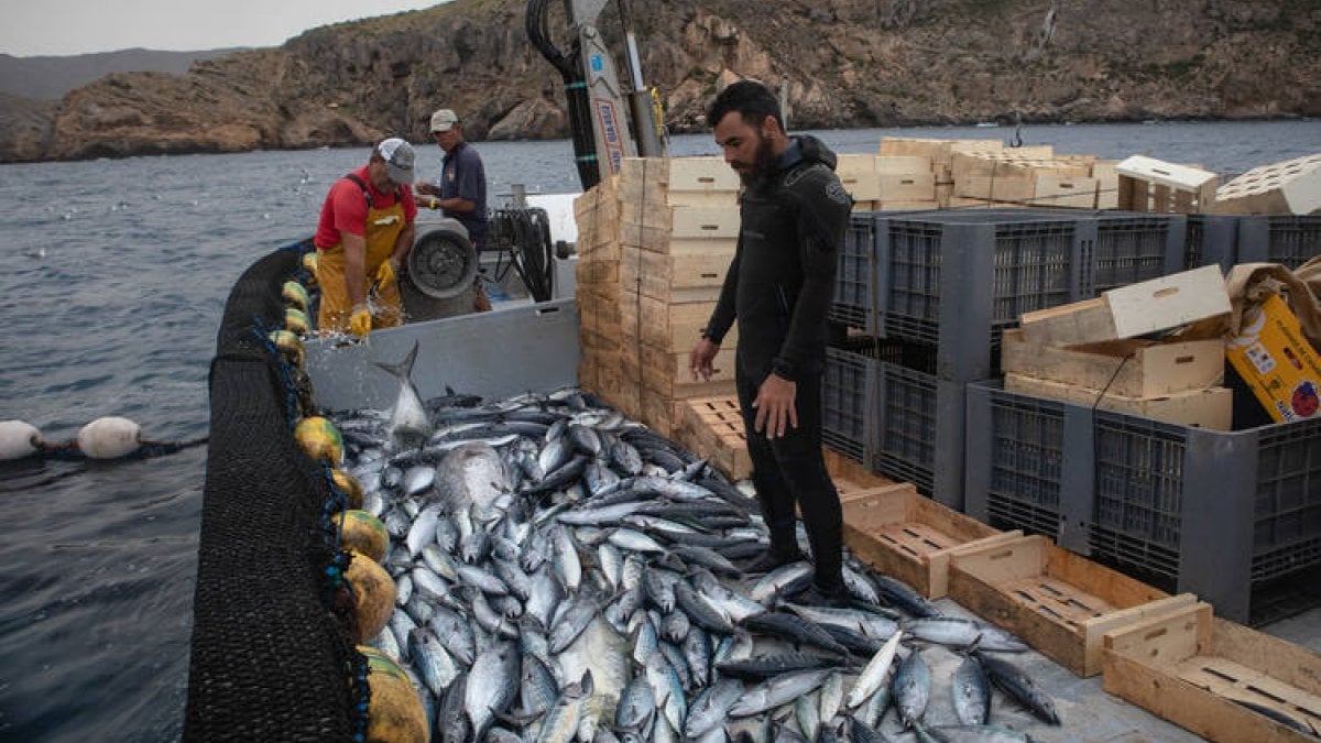 Tuna fishing with the thousands of years old ‘almadraba’ method in Spain
