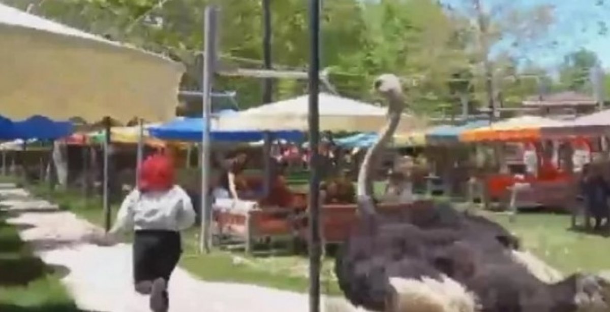 Aksaray da barınağından kaçan deve kuşu, kadın müşteriyi kovaladı #1