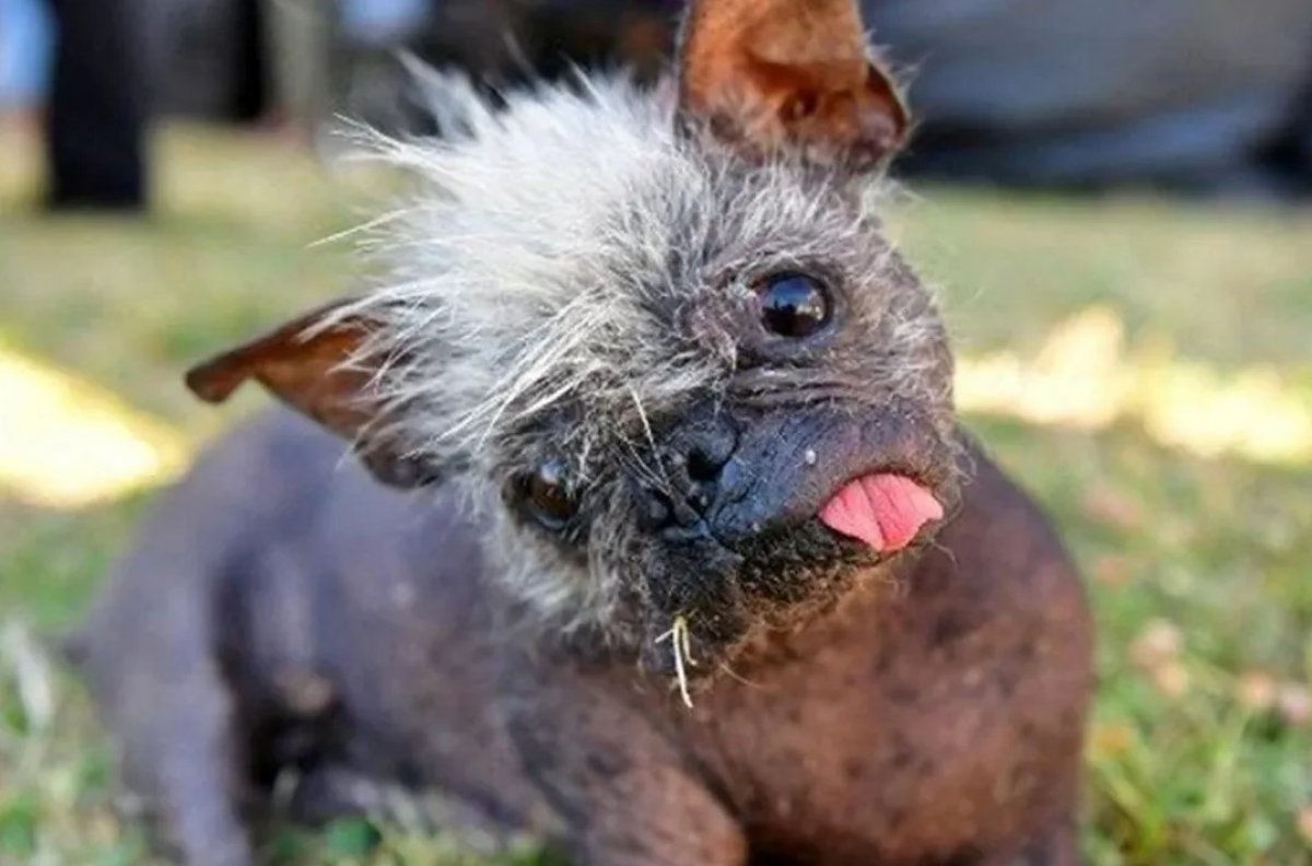 Named the ugliest dog in the world #1
