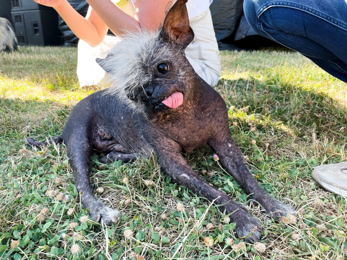 Named the ugliest dog in the world #4