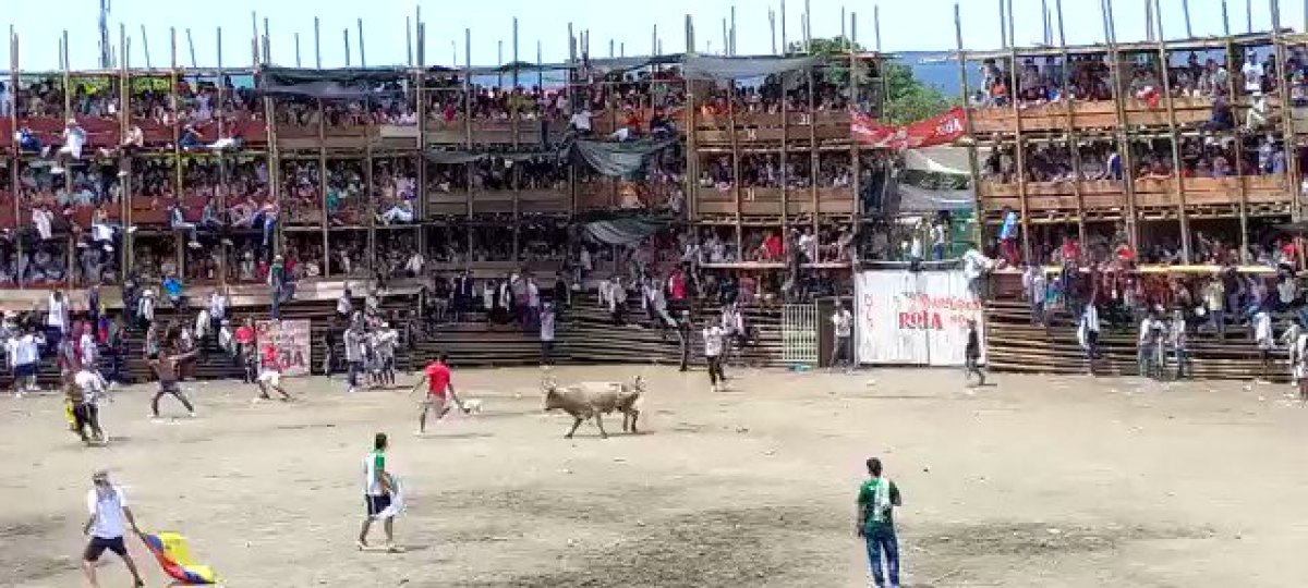 Kolombiya da boğa güreşi festivalinde facia: Tribün çöktü #1