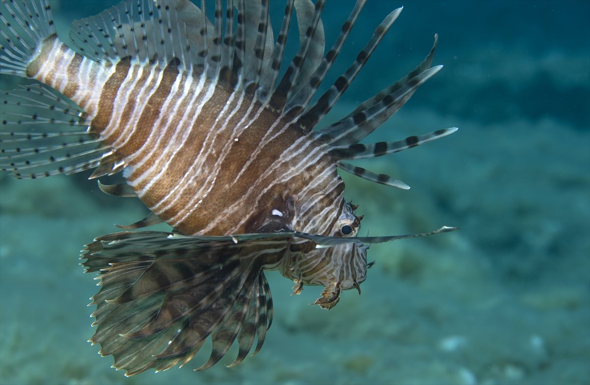 Aslan balığı, dalgıçların kadrajına girdi #1