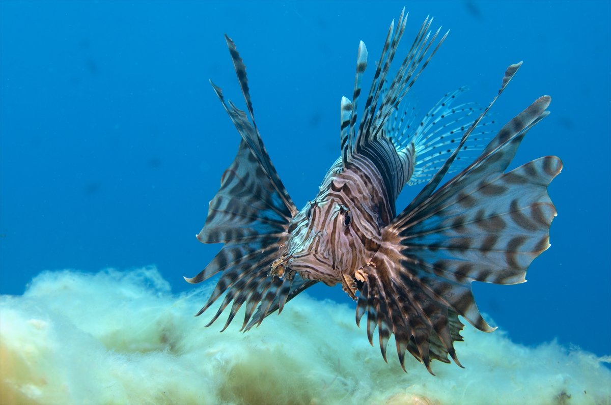 Aslan balığı, dalgıçların kadrajına girdi #3