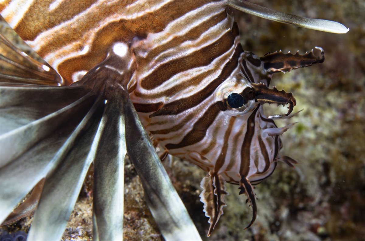 Aslan balığı, dalgıçların kadrajına girdi #6