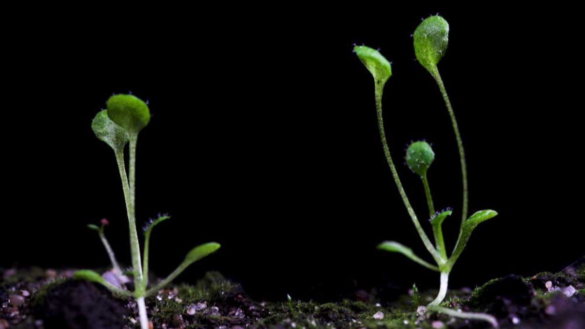 Bilim insanları, karanlıkta bitki yetiştirmeyi başardı