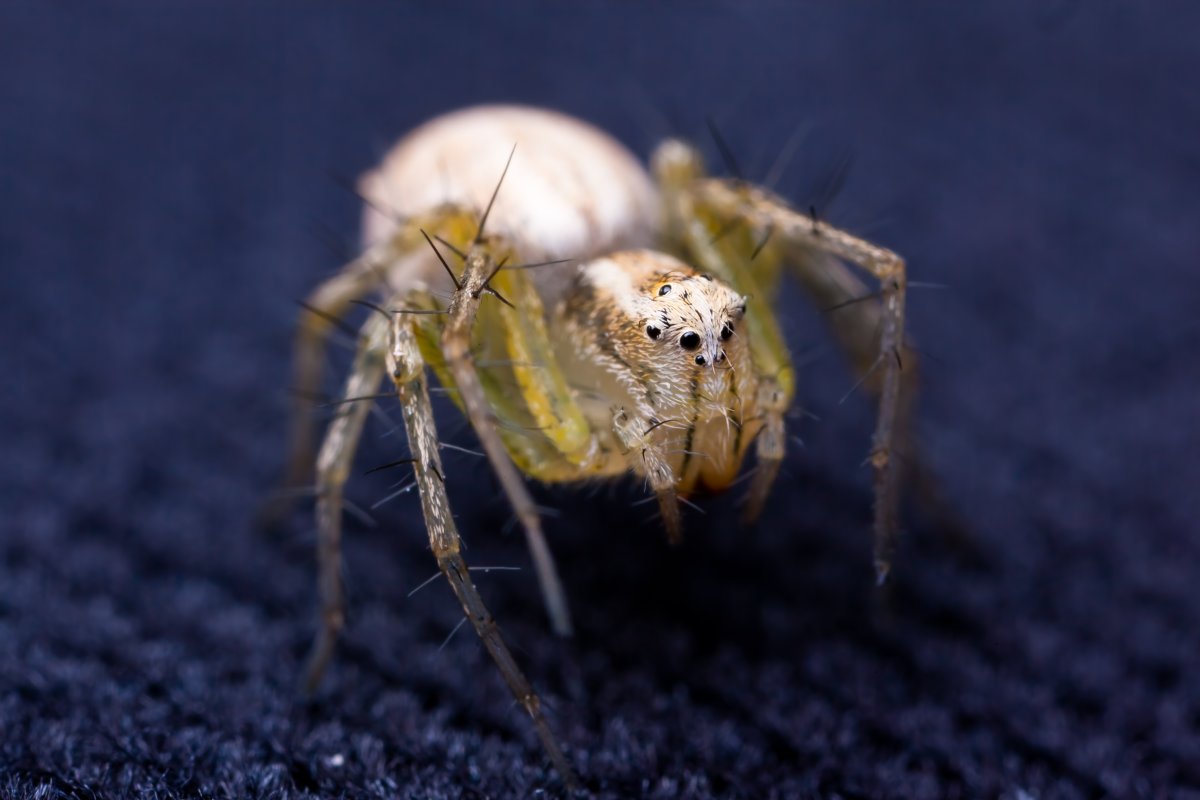 Asla geri dönmeyecekler! Örümcekleri evden uzaklaştırmak için 5 doğal yöntem #6