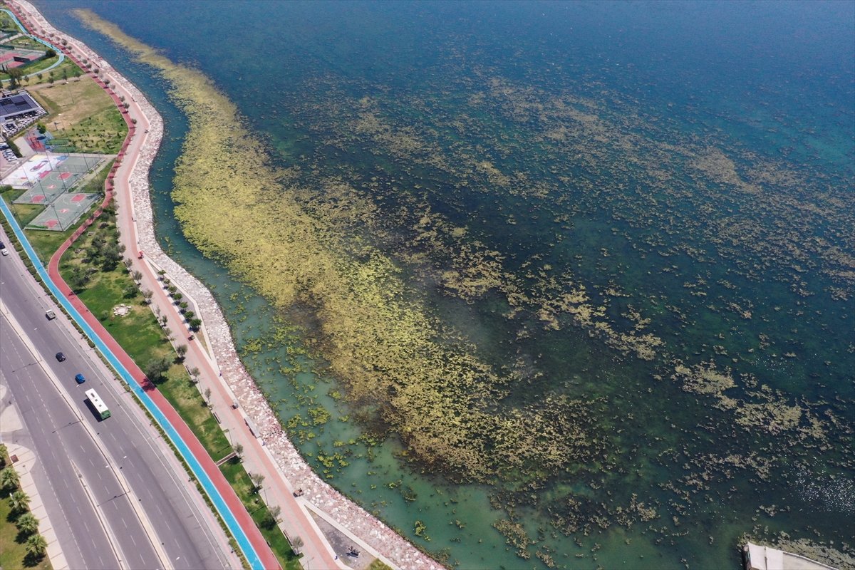İzmir deki Bostanlı sahilini yosunlar kapladı #11