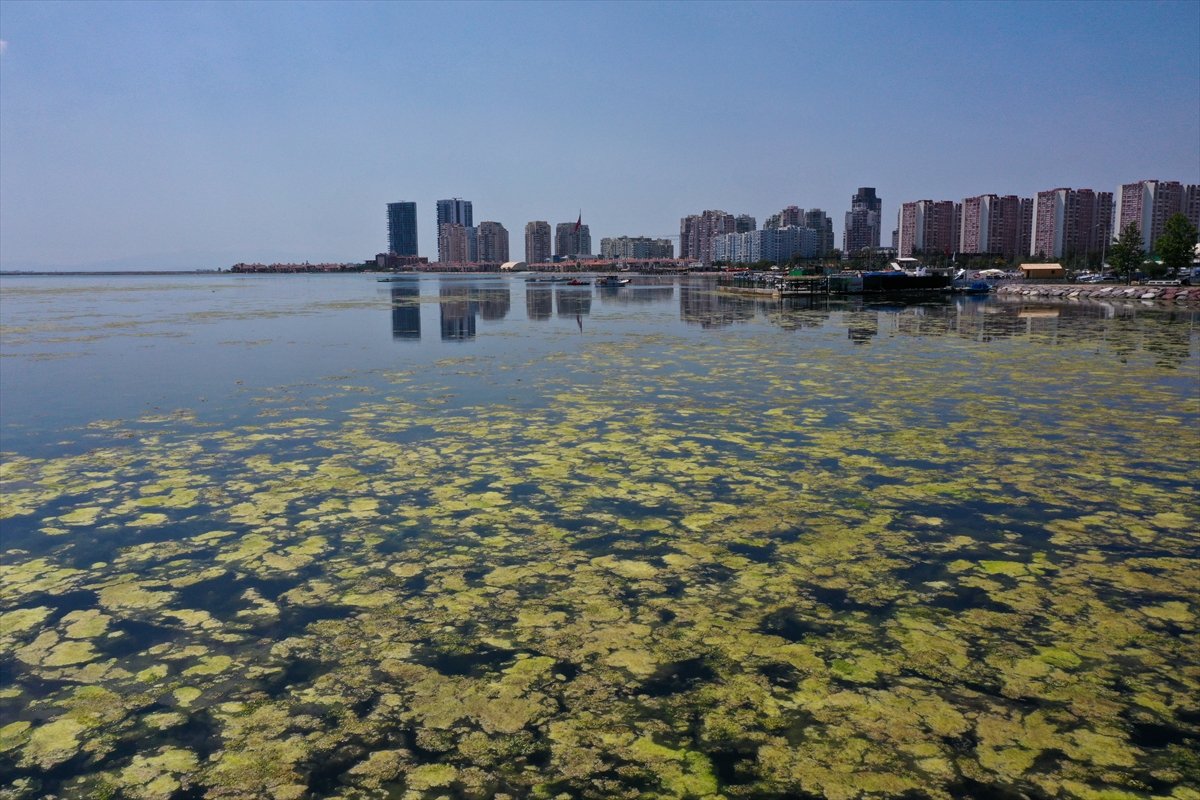 İzmir deki Bostanlı sahilini yosunlar kapladı #8