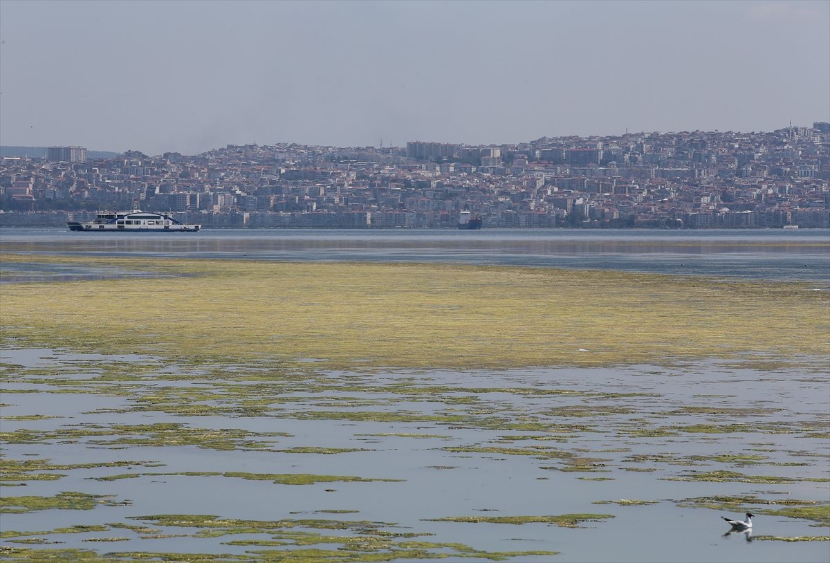 İzmir deki Bostanlı sahilini yosunlar kapladı #7