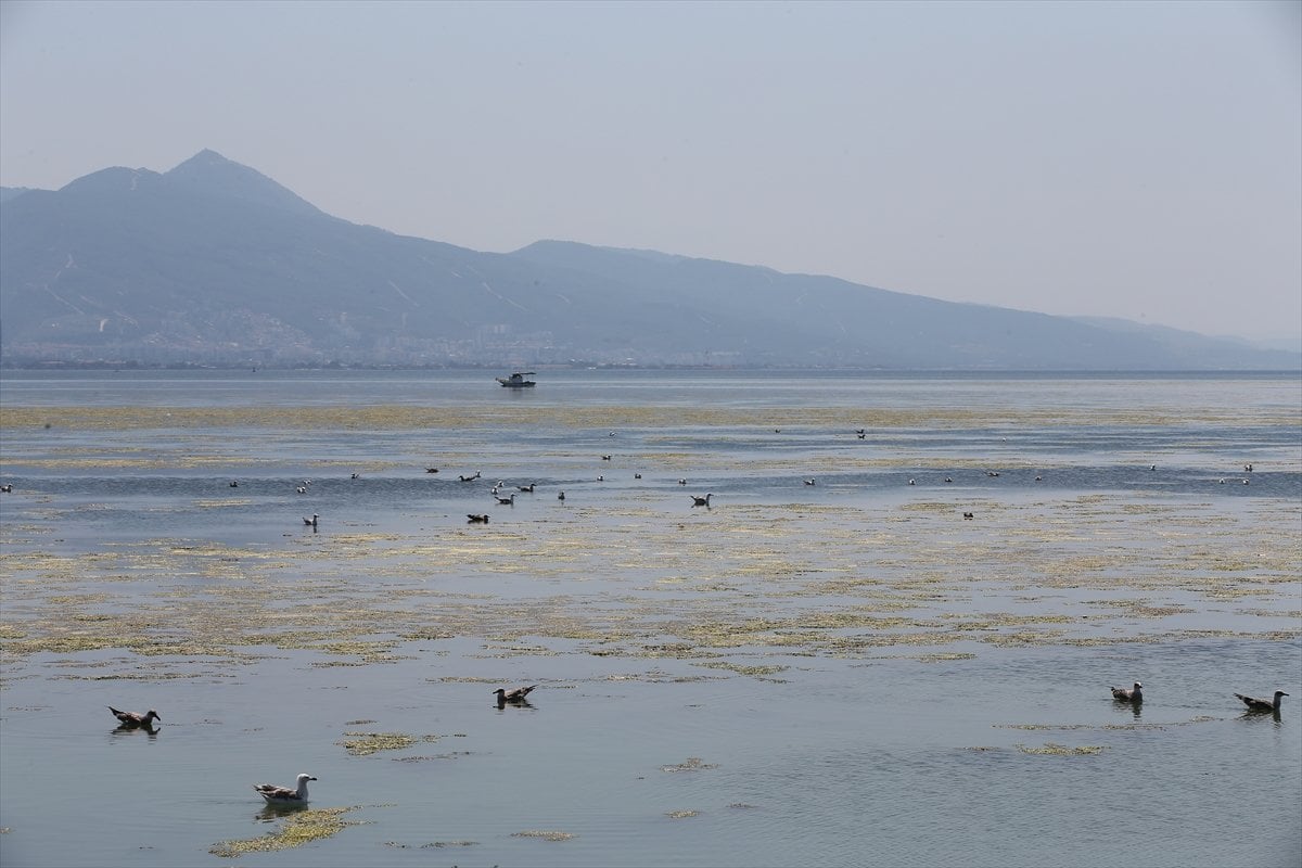İzmir deki Bostanlı sahilini yosunlar kapladı #5