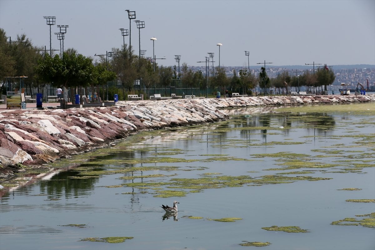 İzmir deki Bostanlı sahilini yosunlar kapladı #1