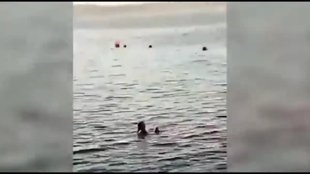 Mısır da köpek balığının saldırısına uğrayan kadın yaşamını yitirdi #2